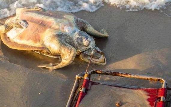 Encuentran muerta a tortuga marina en peligro de extinción