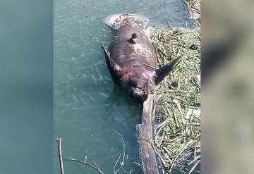 Muere otro manatí, ahora en Centro