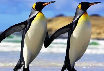 Los pingüinos rey se están extinguiendo y no saben por qué