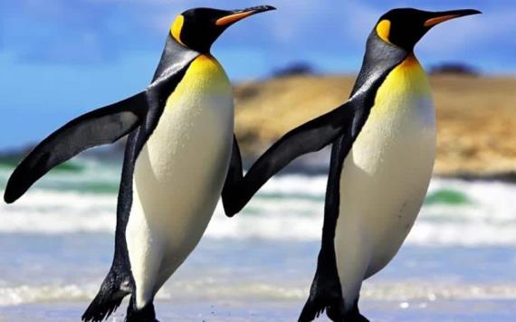 Los pingüinos rey se están extinguiendo y no saben por qué