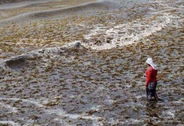 Advierten desastre ecológico por sargazo en playas mexicanas