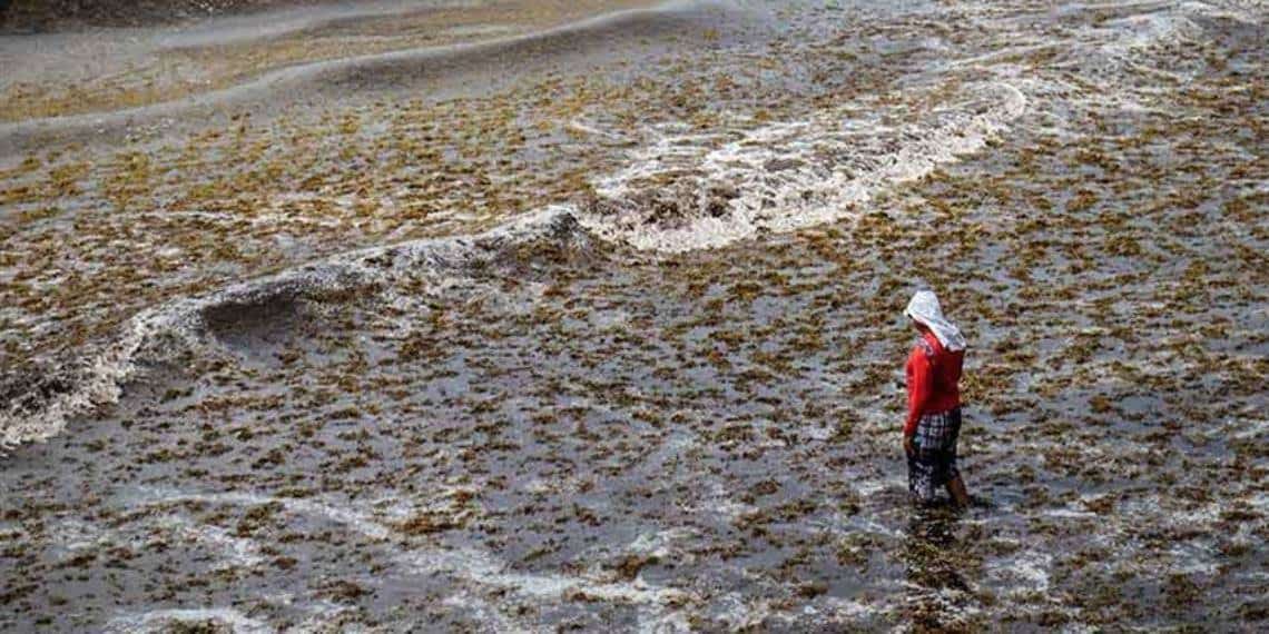 Advierten desastre ecológico por sargazo en playas mexicanas