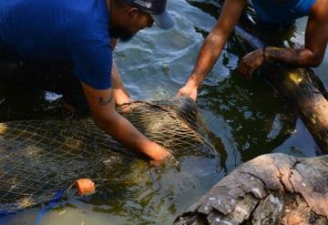 Discovery investiga muerte de manatíes