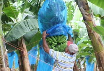 Ranchería Plátano y Cacao; tierra pródiga