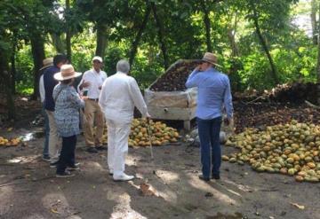 Contaminación de Pemex contribuye a baja producción de cacao: Productores