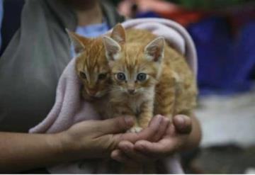 Acusan a albergue en Indiana de congelar gatos para matarlos