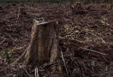 Pierde Tabasco selva tropical, solo queda 8 por ciento