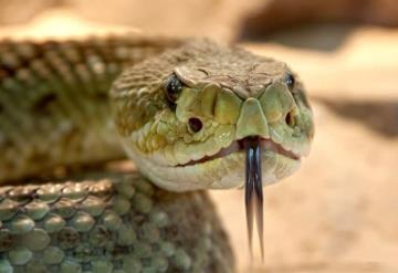 Mexicanos crean antiveneno contra mordeduras de serpiente