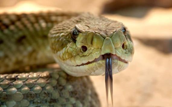 Mexicanos crean antiveneno contra mordeduras de serpiente