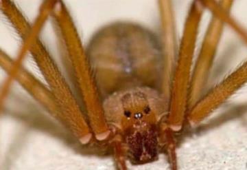 Muere el niño mordido por araña violinista en Nayarit