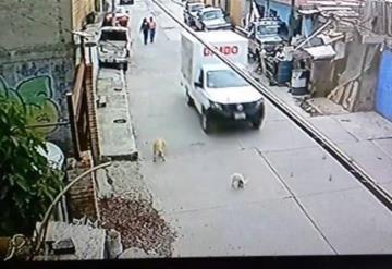 VÍDEO: ¡Otro escándalo para Bimbo! Captan el momento en el que un empleado atropella a un perrito