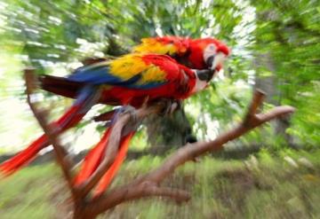 Quedan menos de 200 guacamayas rojas en libertad en México