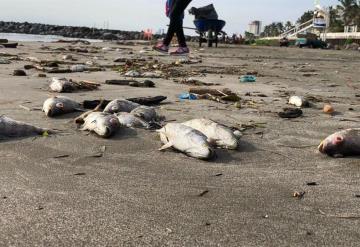 Encuentran cientos de peces muertos en playa de Veracruz