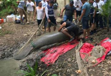 Sernapam detiene el rescate de manatíes