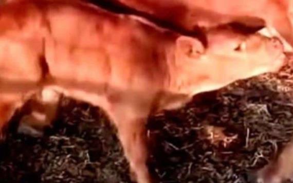 Afirman que vaca roja nacida en Israel anuncia inicio del Apocalipsis