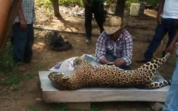 Cazan  jaguar en Veracruz y presumen las fotos en redes
