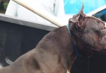 Perro mata a niña de 7 años en Jalisco