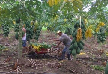 Combaten la pobreza con papaya en Huimanguillo