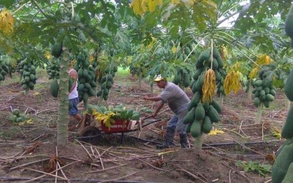 Combaten la pobreza con papaya en Huimanguillo