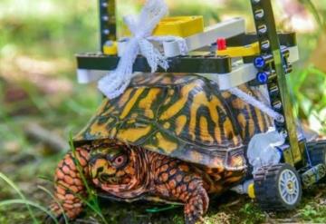 VIDEO: ¡Lento pero seguro! Tortuga camina en silla de ruedas