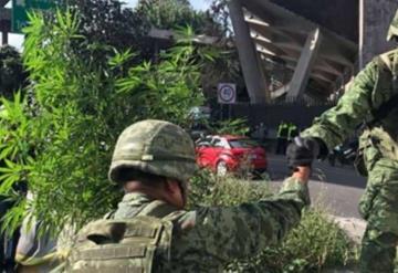 Desquician el tráfico por detenerse a ver plantas de mariguana