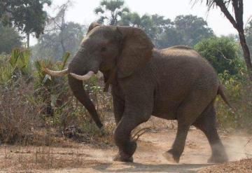 Elefante mata a pisotones a turista en  Zimbabwe