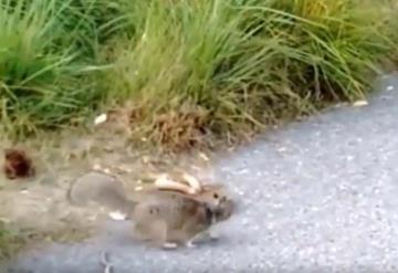 VIDEO: Así es la pelea entre una ardilla y una serpiente