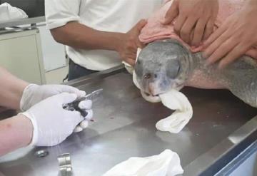 Salvan de morir a tortuga por cuchara en su nariz