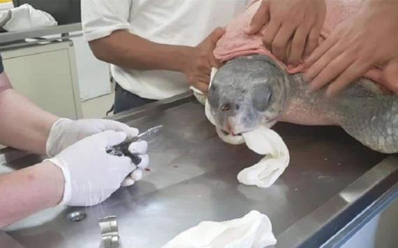 Salvan de morir a tortuga por cuchara en su nariz