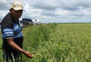 Retoman cultivo de arroz