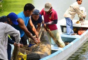 Sigue investigación por manatíes muertos