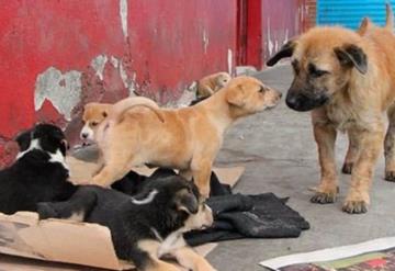 Únete al #Donatón y ayuda a animalitos en situación de calle y abandono