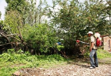 Ola de mosquitos en nueve colonias