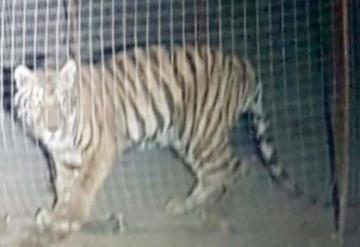 Tigre ataca a niña en el zoológico de su papá