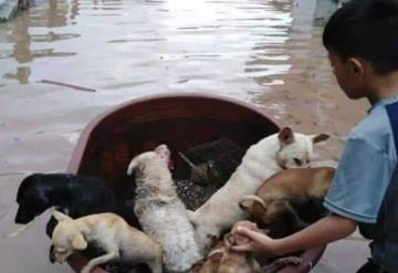 Niño salva a sus mascotas de la inundación en una tina