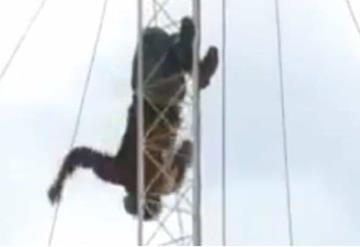 Luego de 6 horas, logran bajarlo de antena desde la que amenzaba con lanzarse