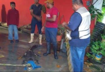 Visita inesperada: Lagarto irrumpe en casa en Cárdenas