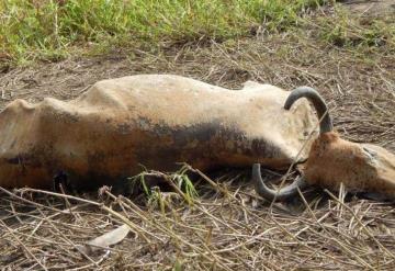 Bajas temperaturas causan la muerte de reses en Jonuta, Tabasco