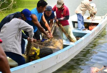 Nuevo gobierno retomará caso de manatíes