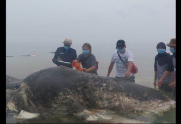 Hallan ballena muerta con miles de objetos de plástico en el estómago