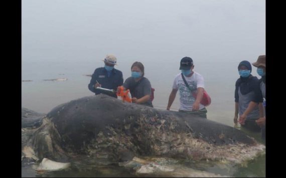 Hallan ballena muerta con miles de objetos de plástico en el estómago