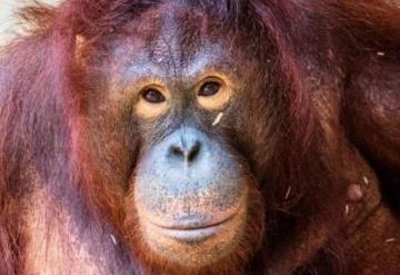 Ella es Pony, la orangután que fue prostituida por años en una aldea