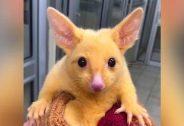 Encuentran el primer Pikachu de la vida real