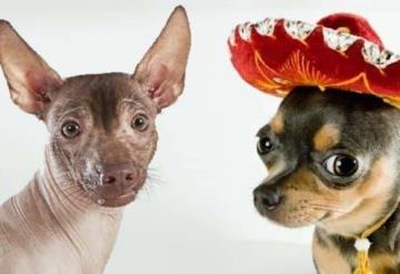 Ni Firulais ni Lassie; estos son los nombres más populares para los perros en México