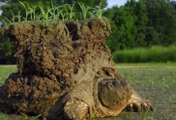 Tortuga que carga al mundo y causa asombro en las redes, conócela