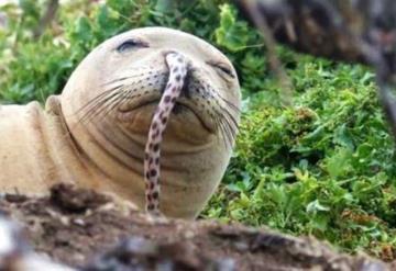 Focas monje en peligro de extinción por las anguilas que se les enganchan en la nariz