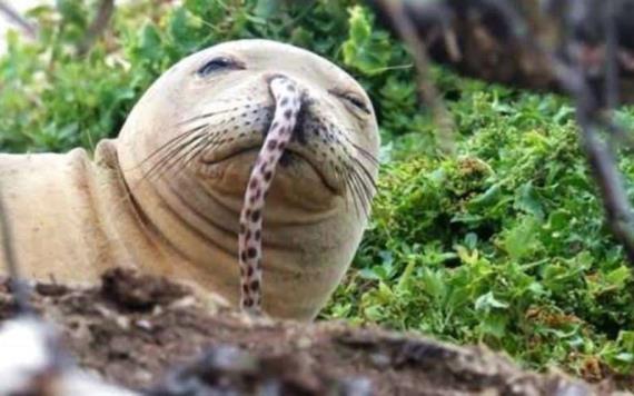 Focas monje en peligro de extinción por las anguilas que se les enganchan en la nariz