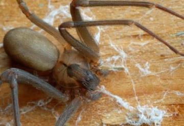 Araña violinista picó a un hombre en Pomoca, no encuentran antídoto