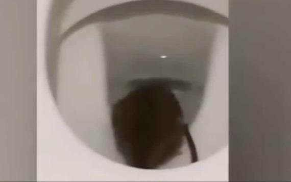 Le sale rata por el inodoro en el baño de su oficina