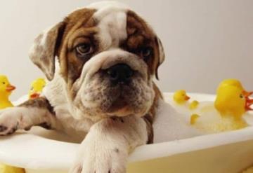 ¡Atención! Bañar a tu perro en invierno afecta su salud